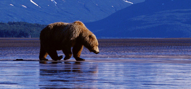 alaska bear hunting for salman