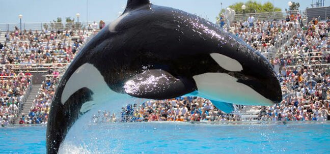 california sea world